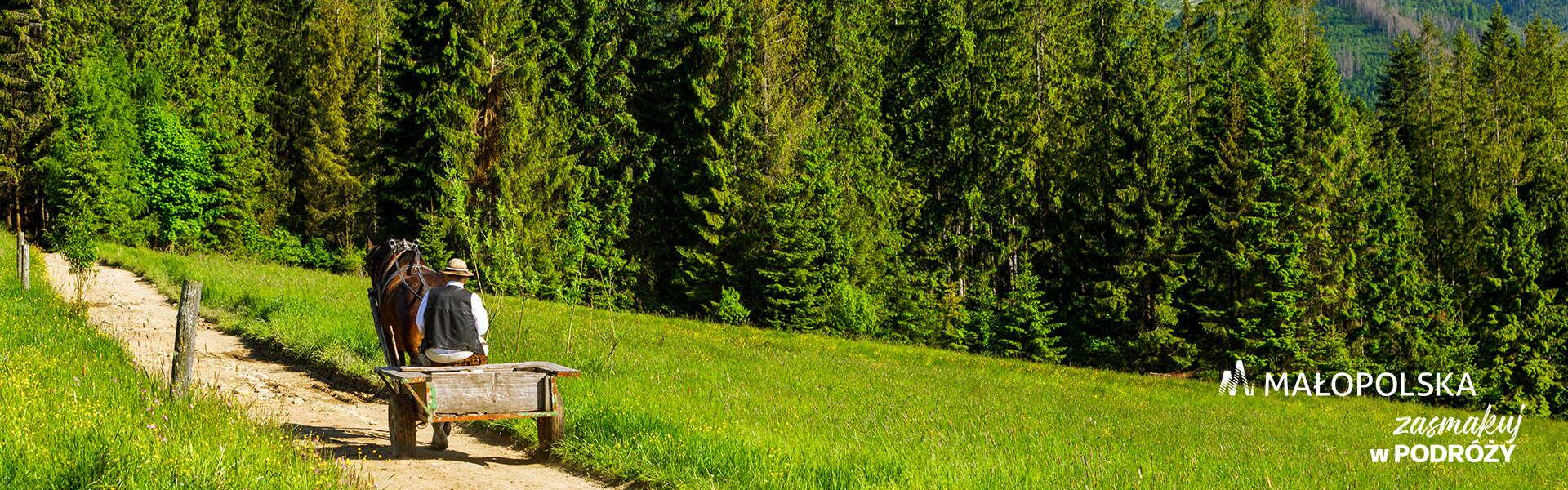 Pferdewagen auf einem Feldweg im Sommer