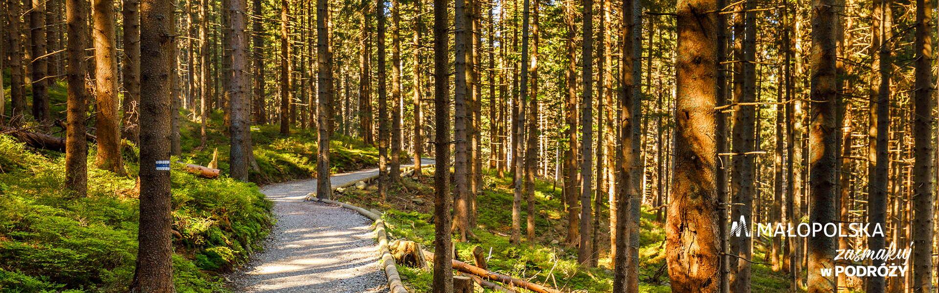 ein steiniger Weg durch den Wald, in der unteren rechten Ecke das Małopolska-Logo und die Aufschrift „Taste the Journey“