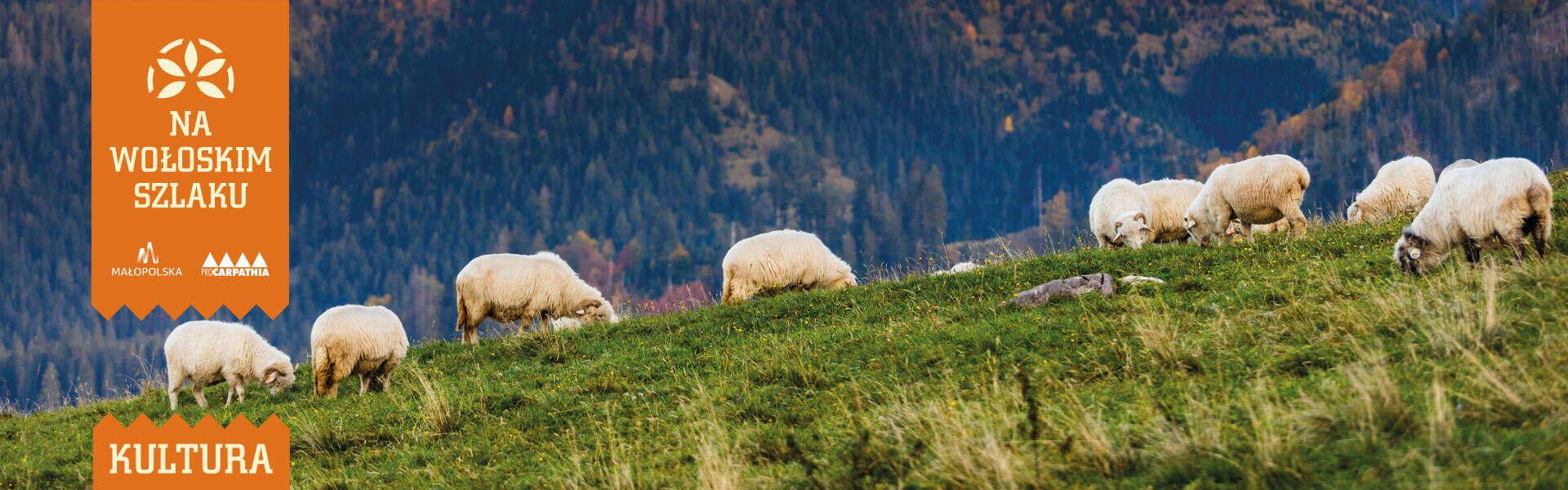 Ein Hügel, auf dem Schafe weiden. Ein Blick auf die Berge im Hintergrund.