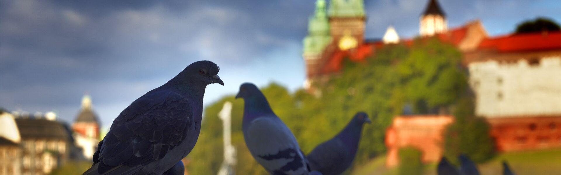 Gołębie siedzące na murku, w tle widać Wawel.