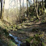 Bild: Panieńskie Skały (Jungfrauenfelsen) Wald Wolski