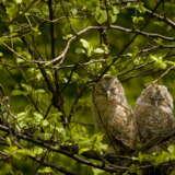 Bild: Małopolska ist die Heimat Polens seltenster Tierarten