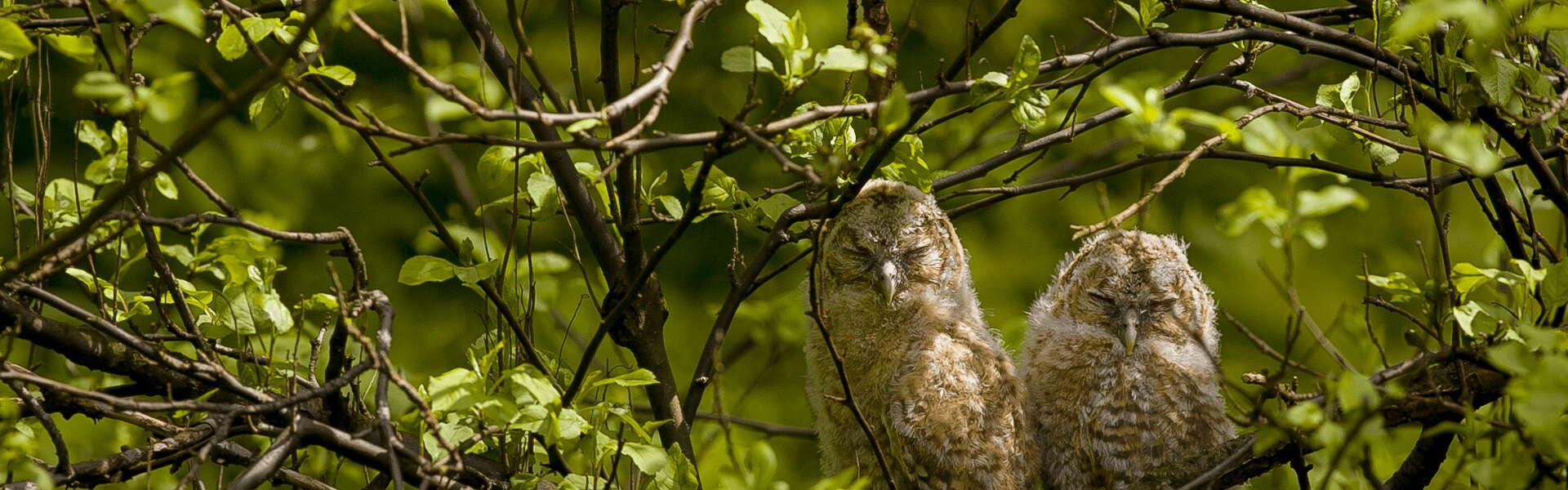 Zwei Vögel, Eulen genannt, sitzen auf einem Ast.