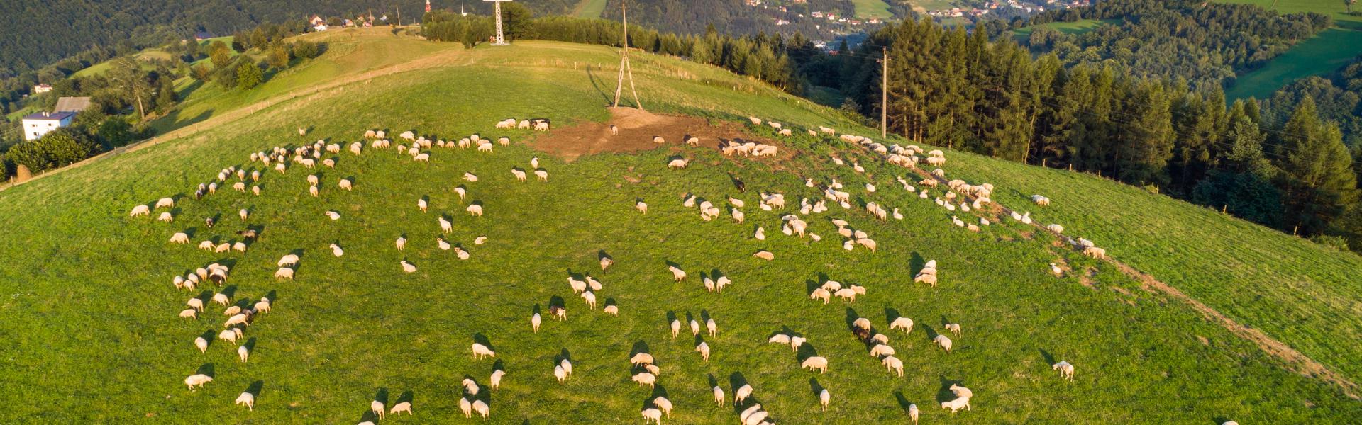 Wiese mit Blick auf die Berge