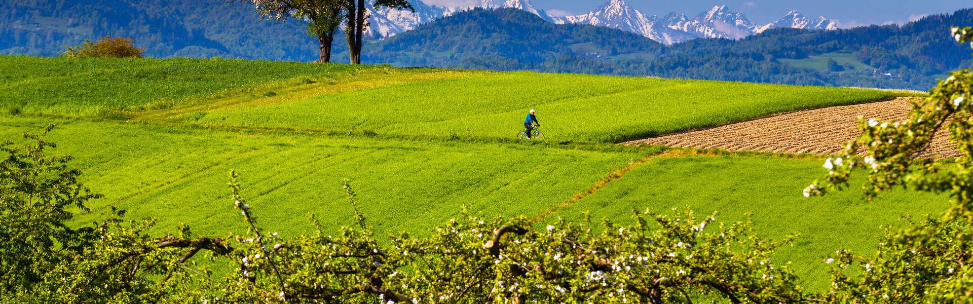 Widok na Beskid Wyspowy. Wokół las i łąk, w tle mężczyzna jadący na rowerze i widok na Tatry